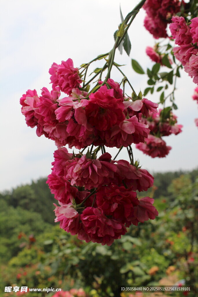 蔷薇花 