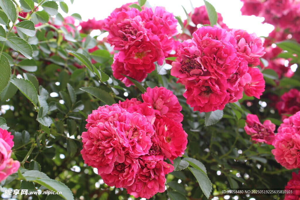 蔷薇花 