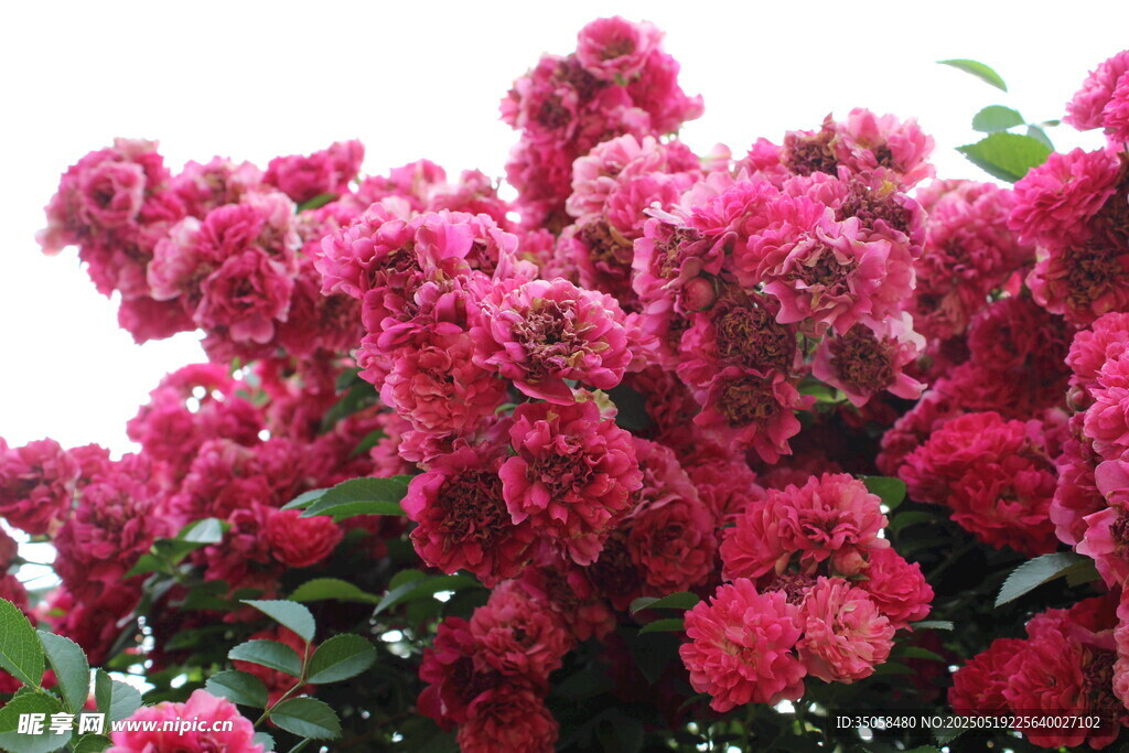 蔷薇花  