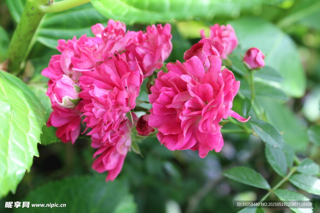 蔷薇花  