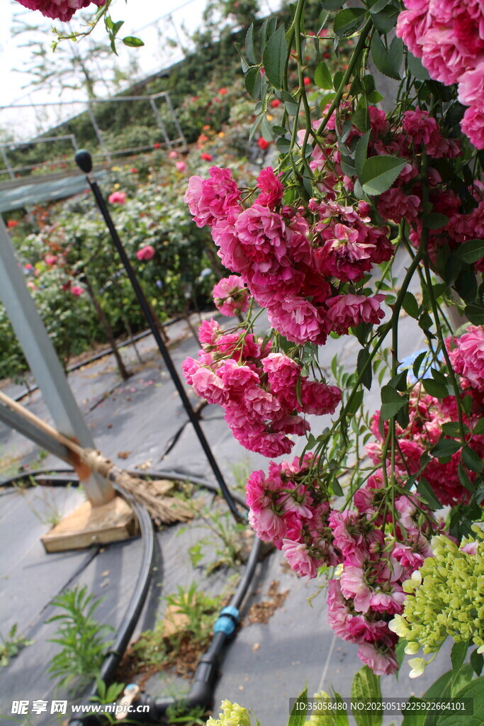 蔷薇花  