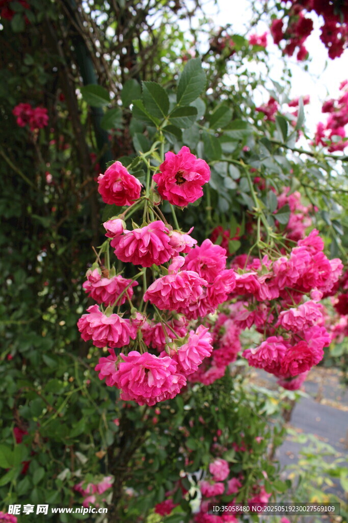 蔷薇花 