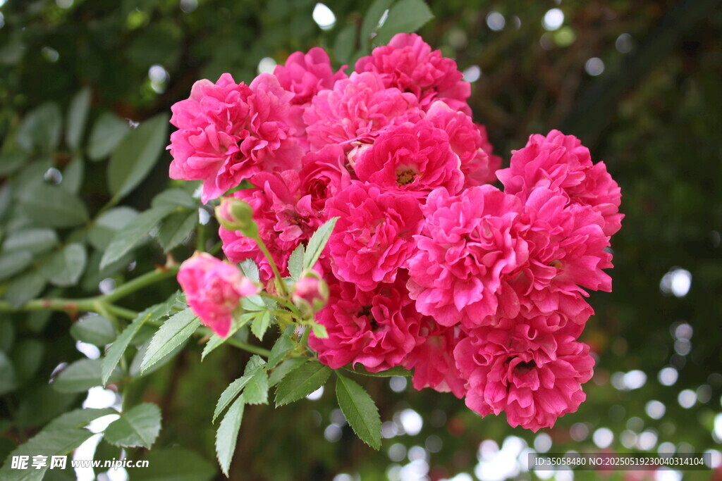 蔷薇花   