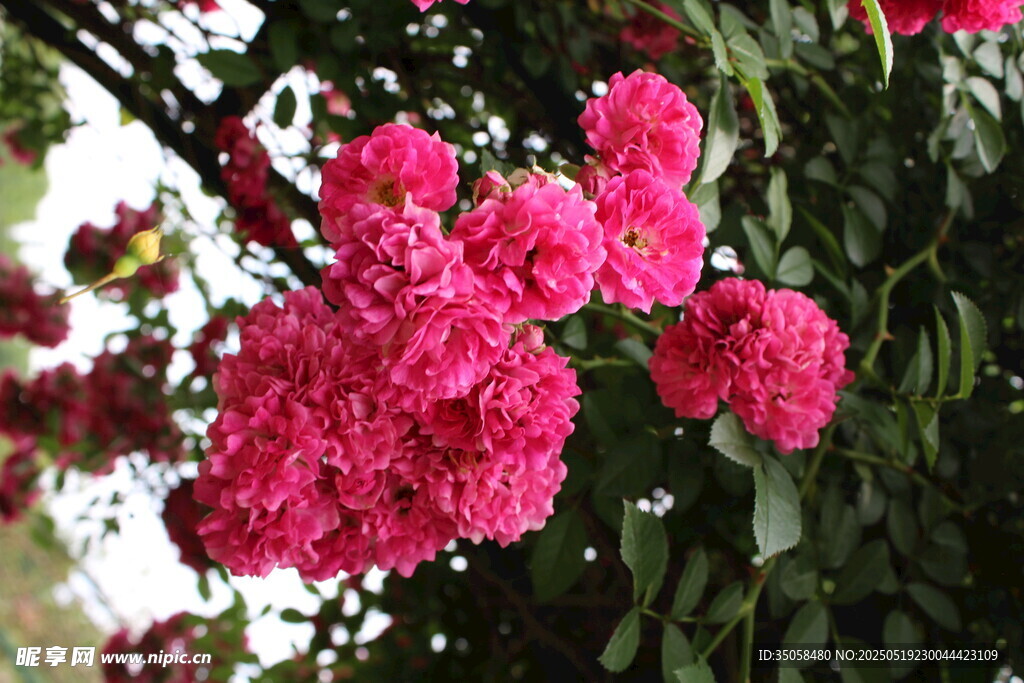 蔷薇花  