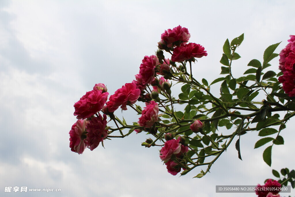 蔷薇花  