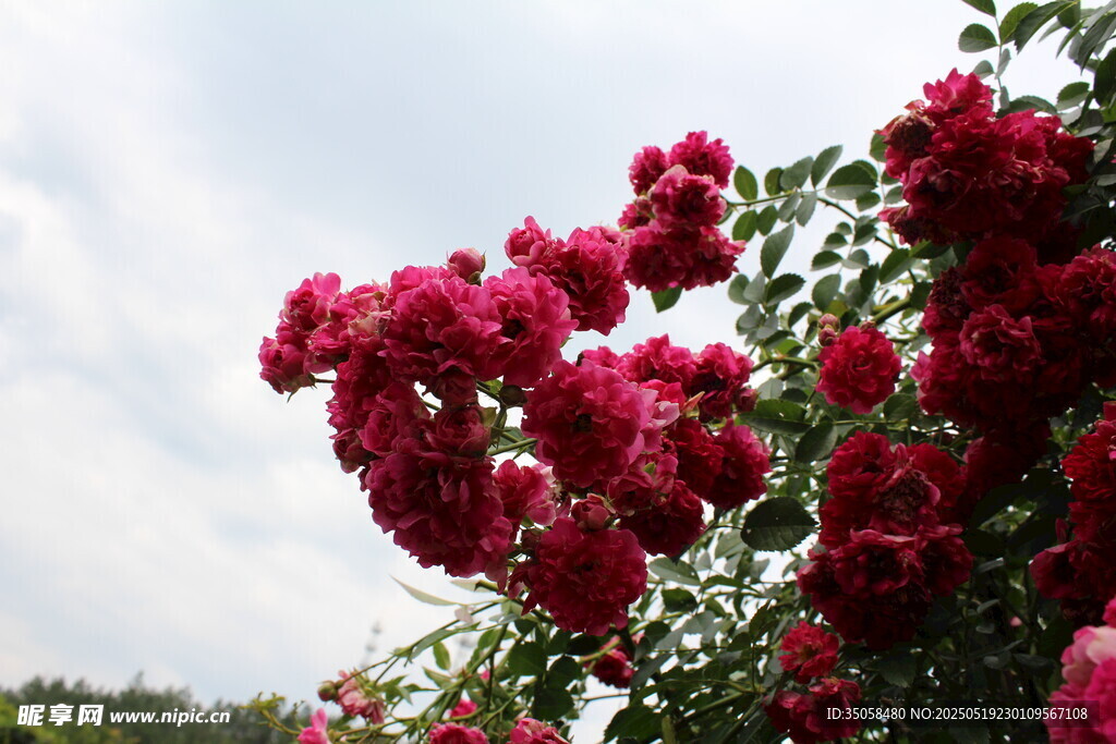 蔷薇花 