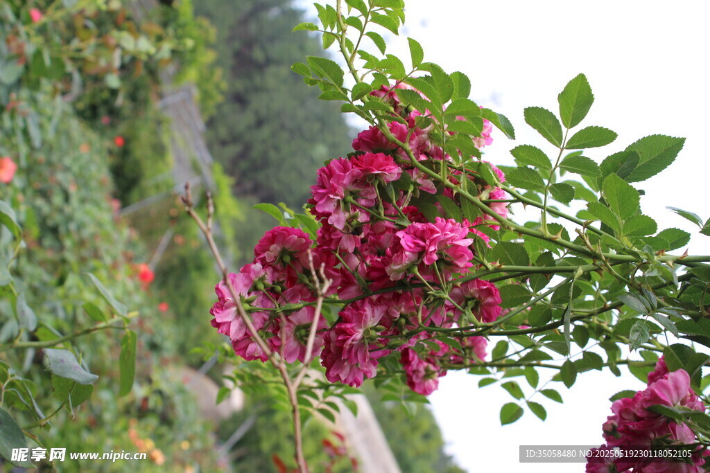 蔷薇花 