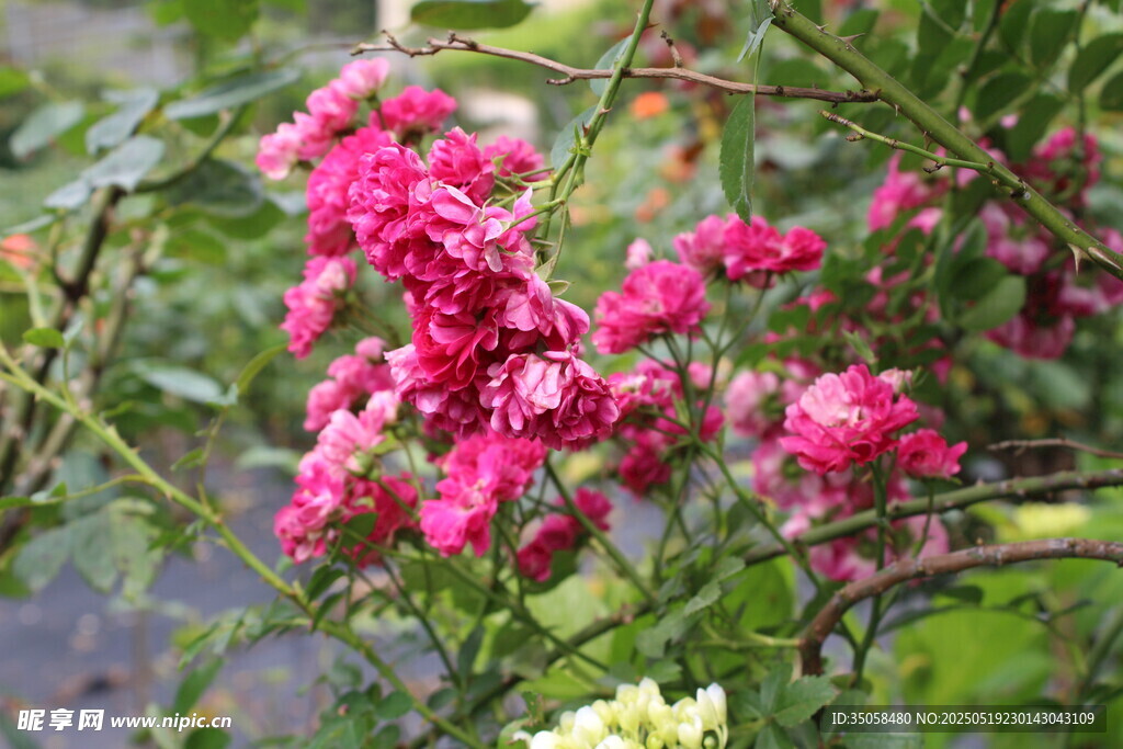 蔷薇花 
