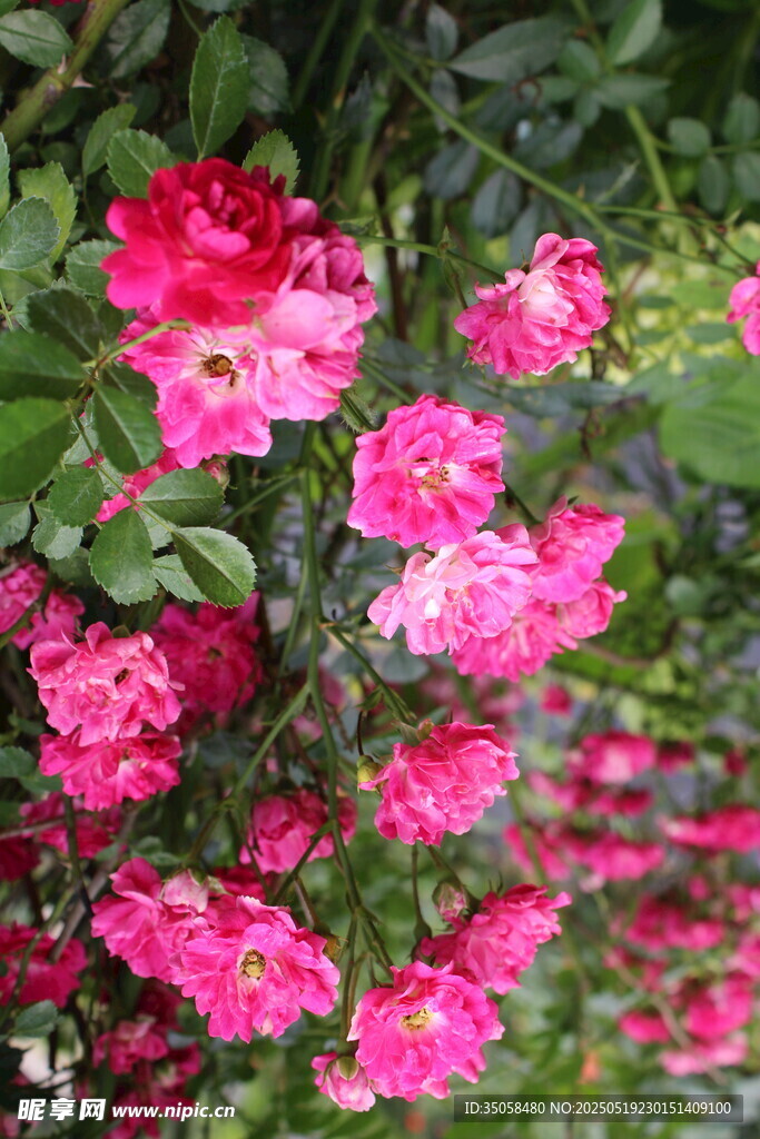 蔷薇花  
