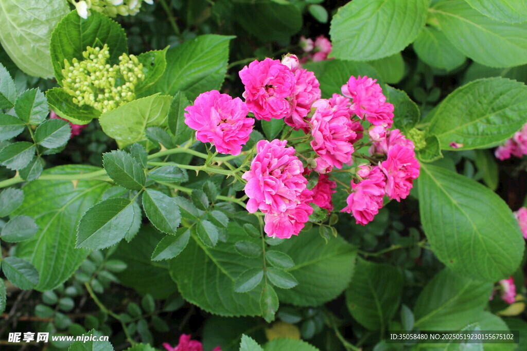 蔷薇花 