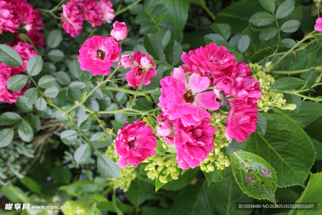 蔷薇花 