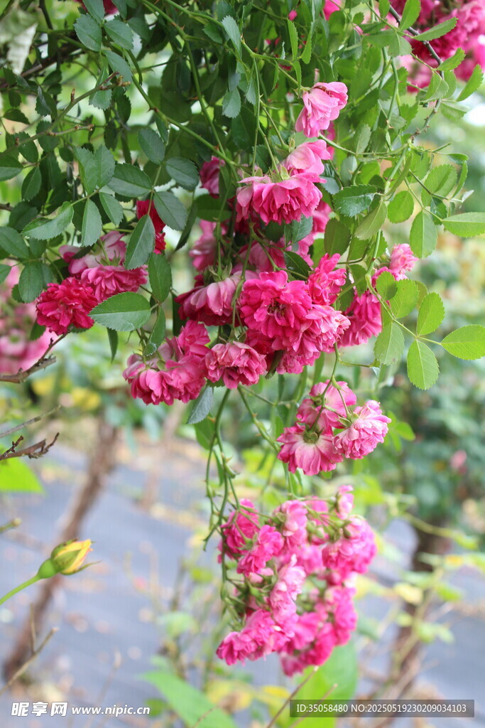 蔷薇花 