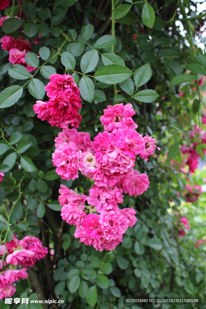 蔷薇花  