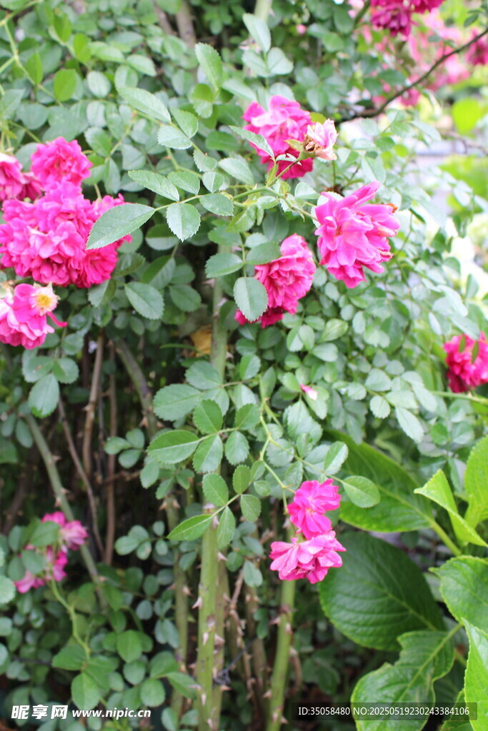 蔷薇花 