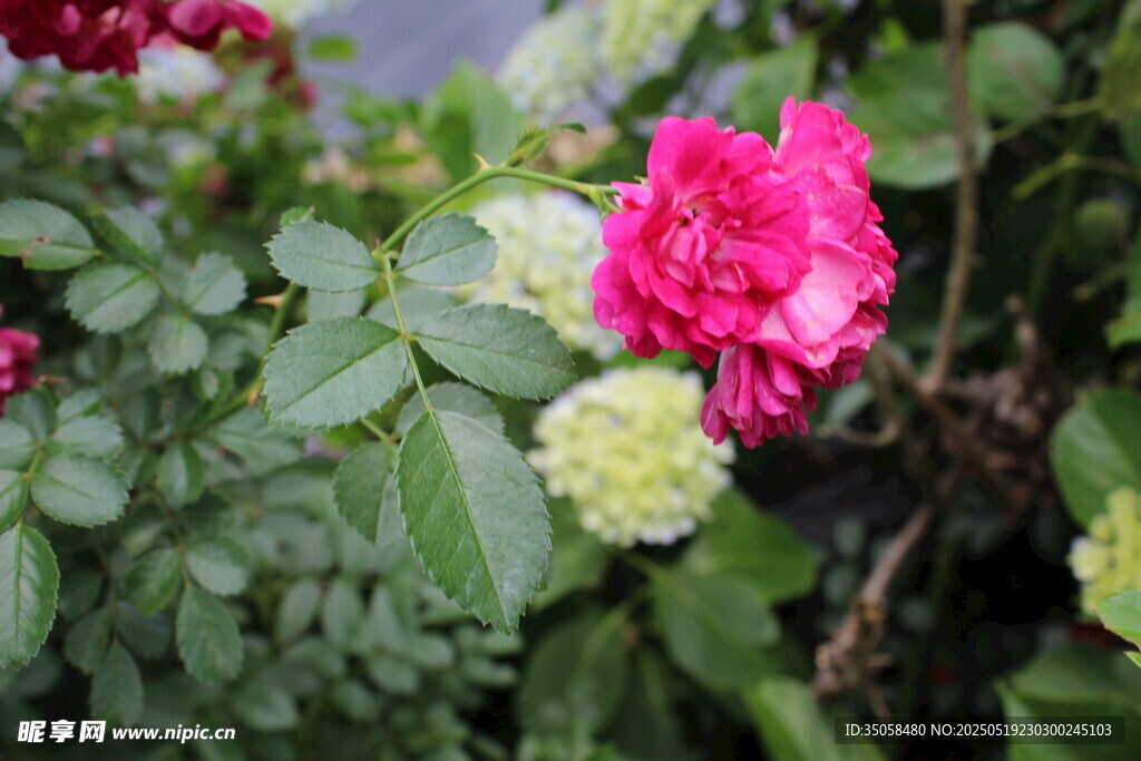 蔷薇花 