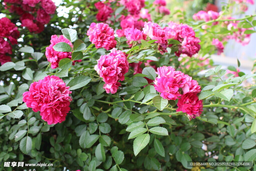 蔷薇花 