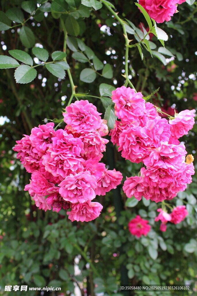 蔷薇花 