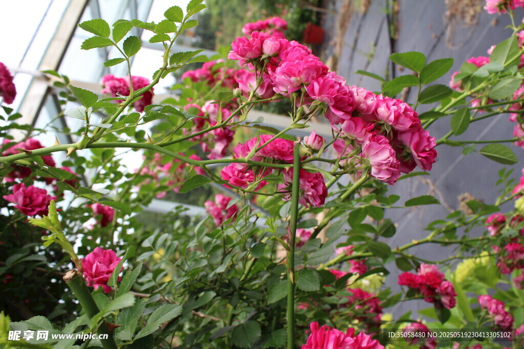 蔷薇花  