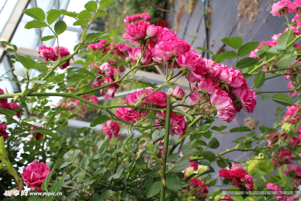 蔷薇花  