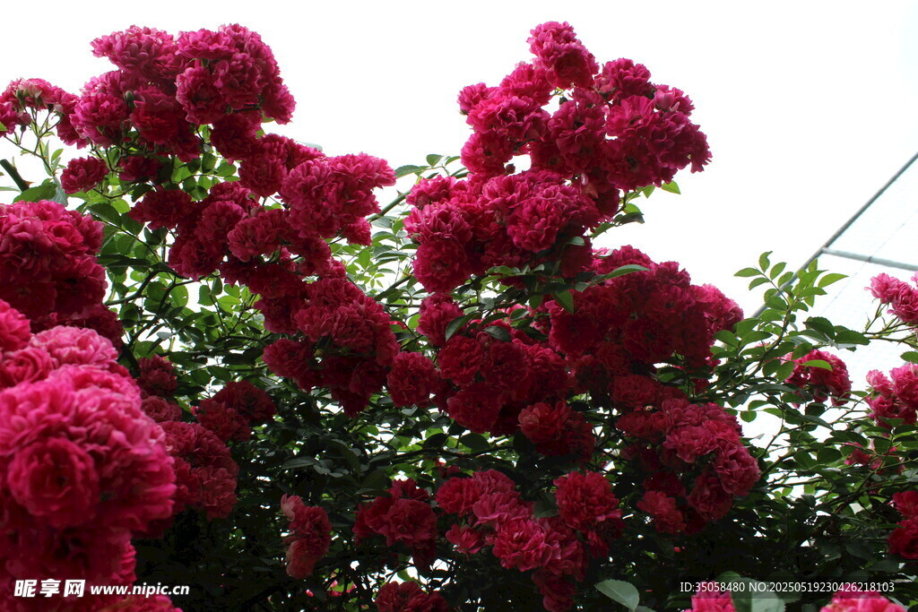 蔷薇花  
