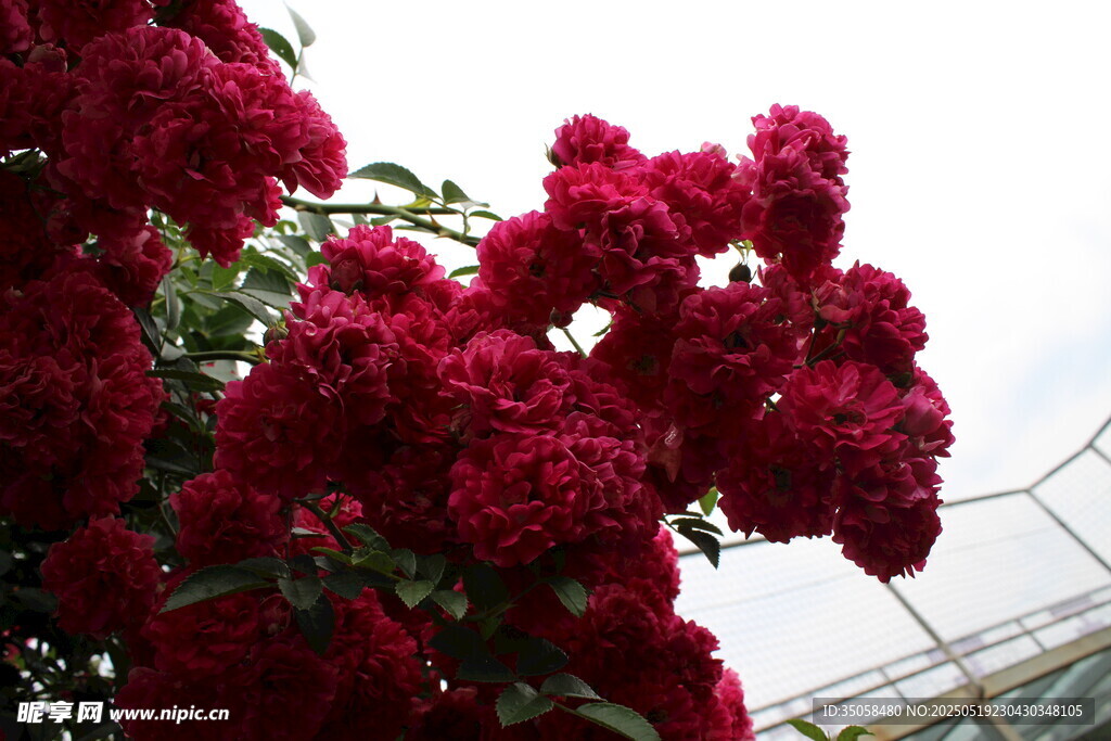 蔷薇花 