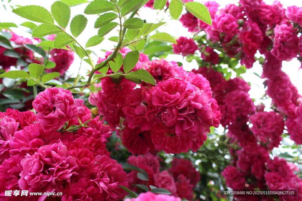 蔷薇花 