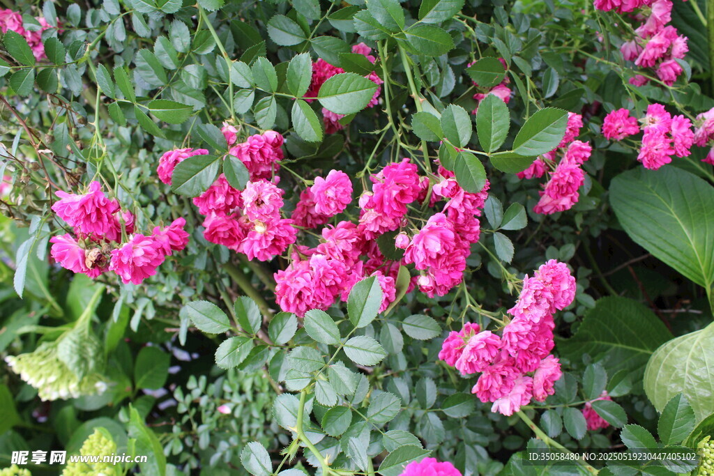 蔷薇花 