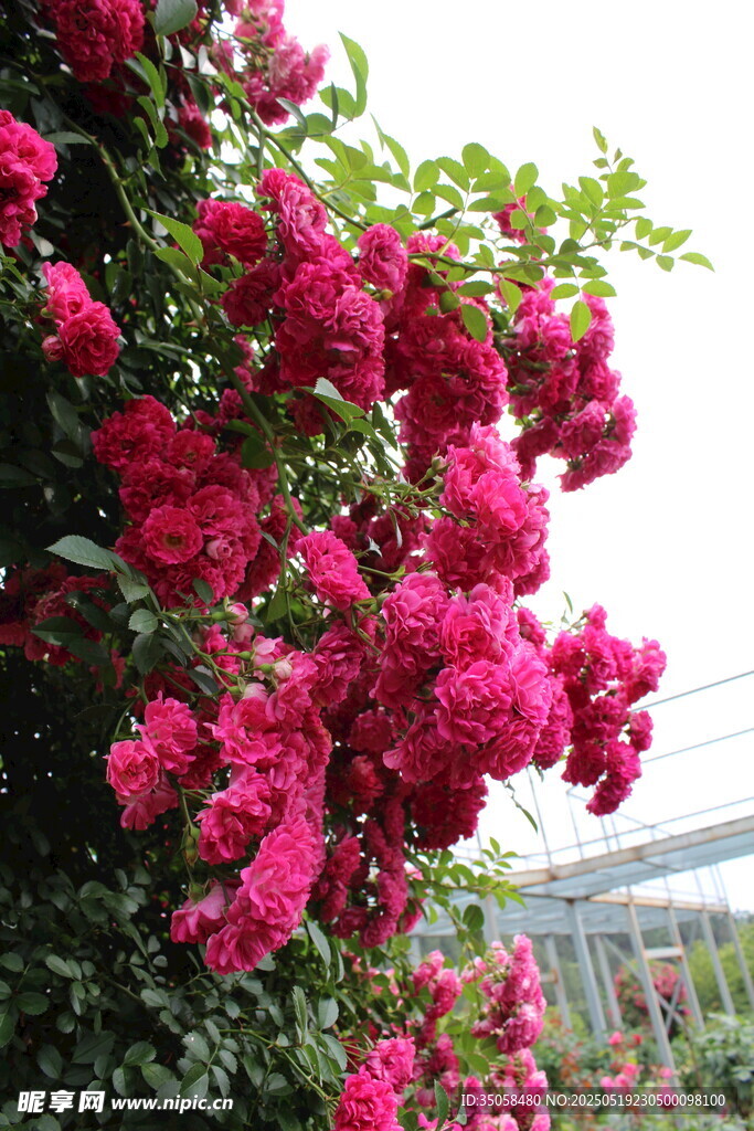 蔷薇花 