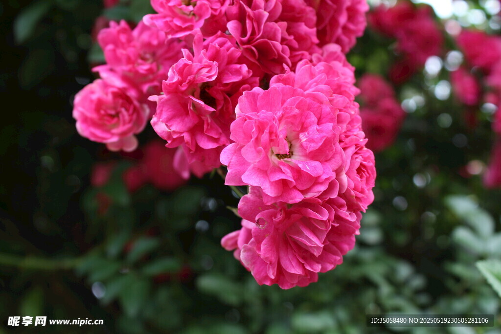 蔷薇花 