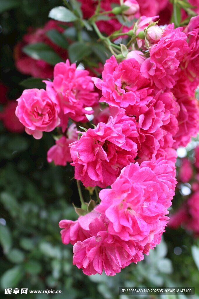 蔷薇花 