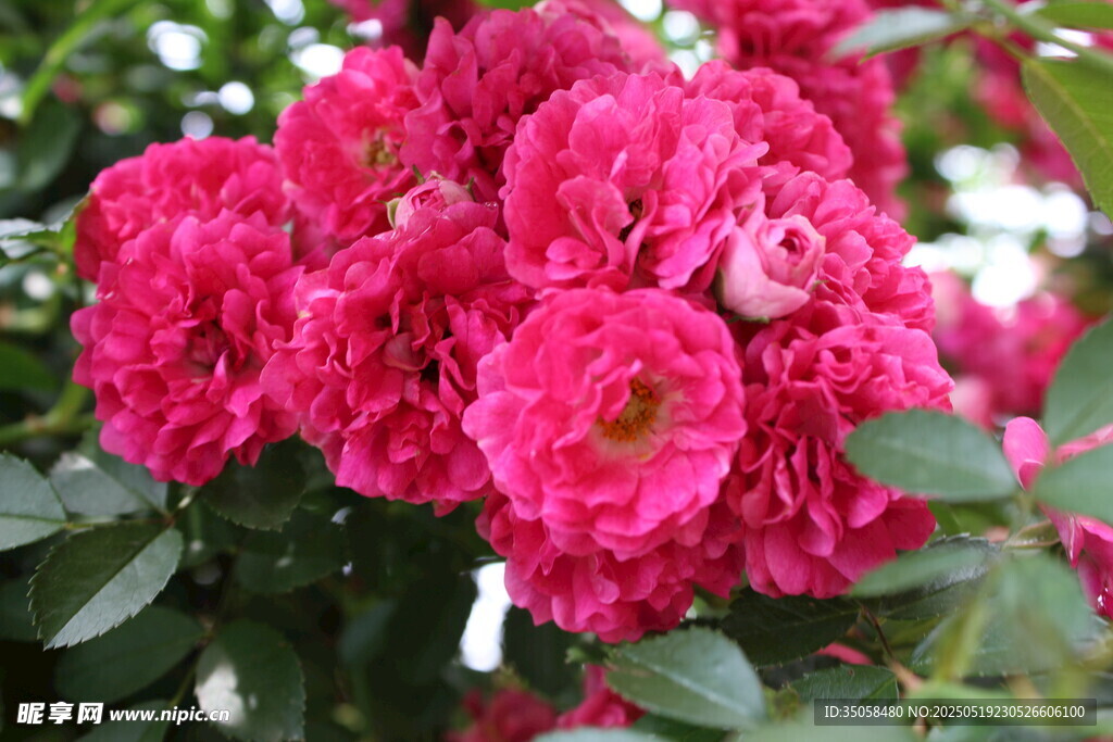 蔷薇花 