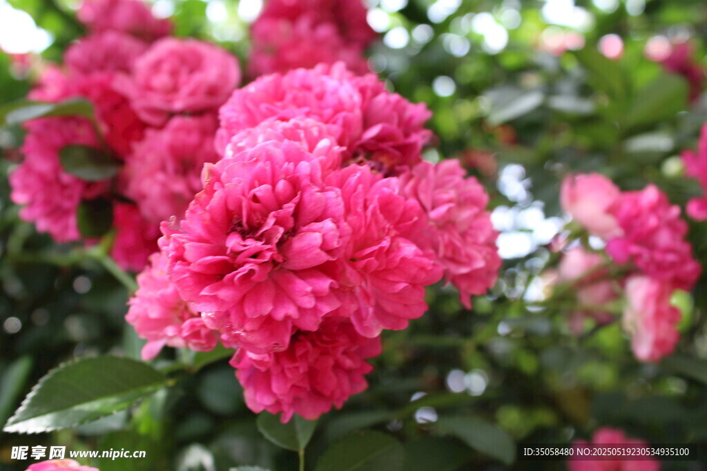 蔷薇花 