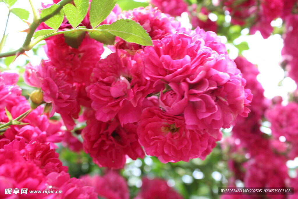 蔷薇花 