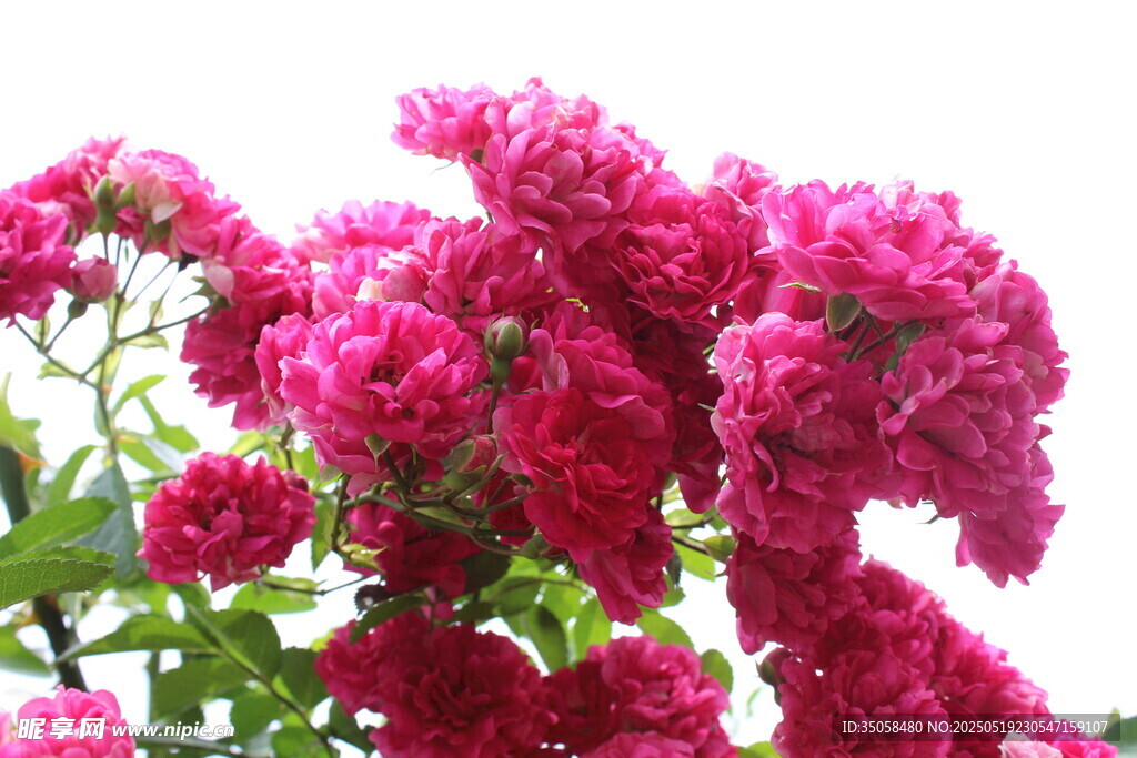 蔷薇花 