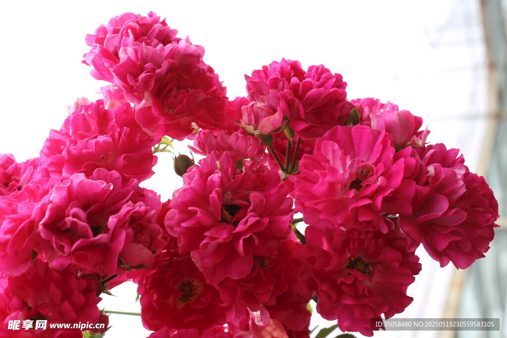 蔷薇花  