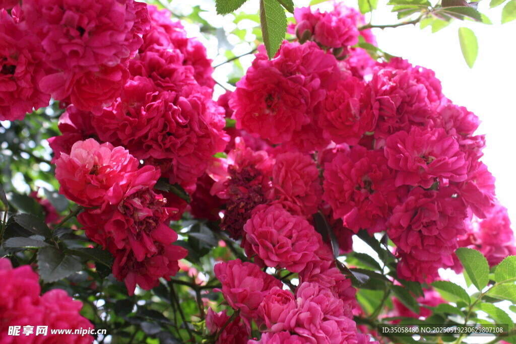 蔷薇花  