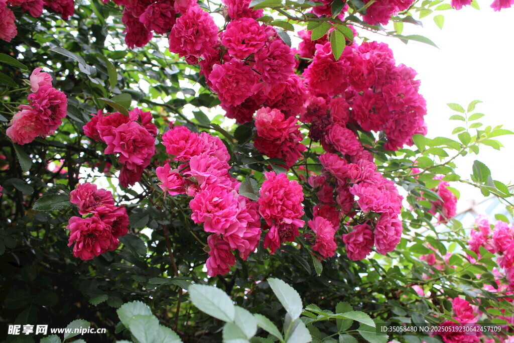 蔷薇花 