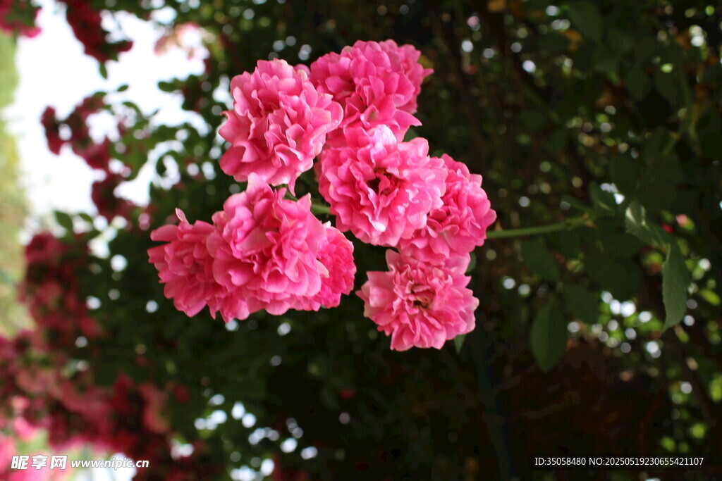 蔷薇花 