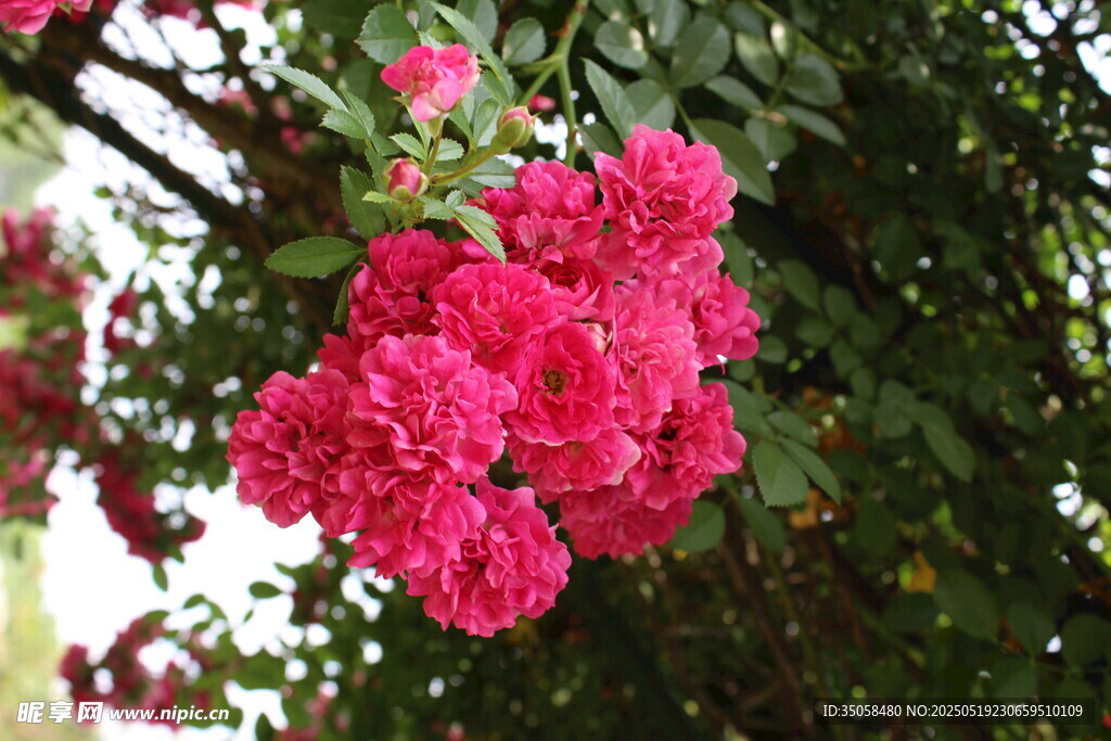 蔷薇花 
