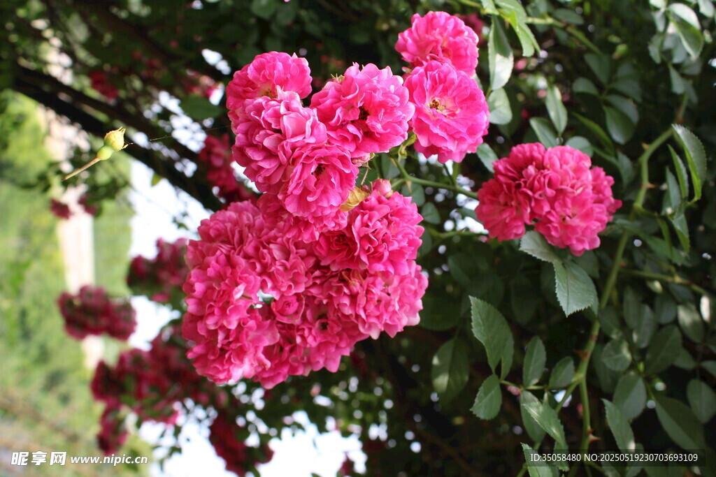 蔷薇花  