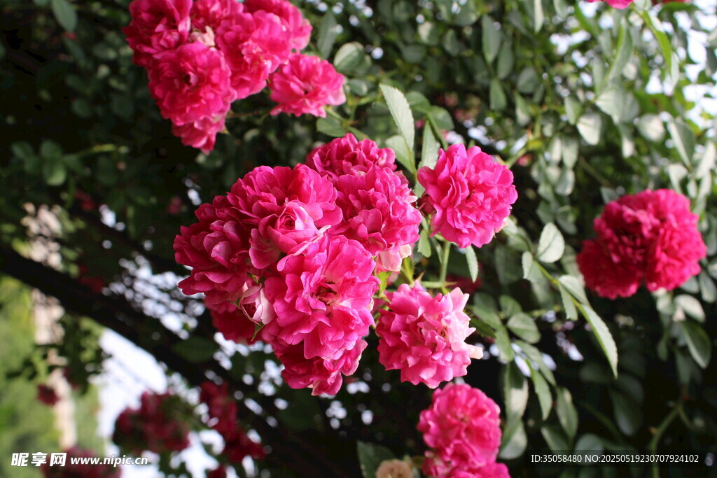 蔷薇花  