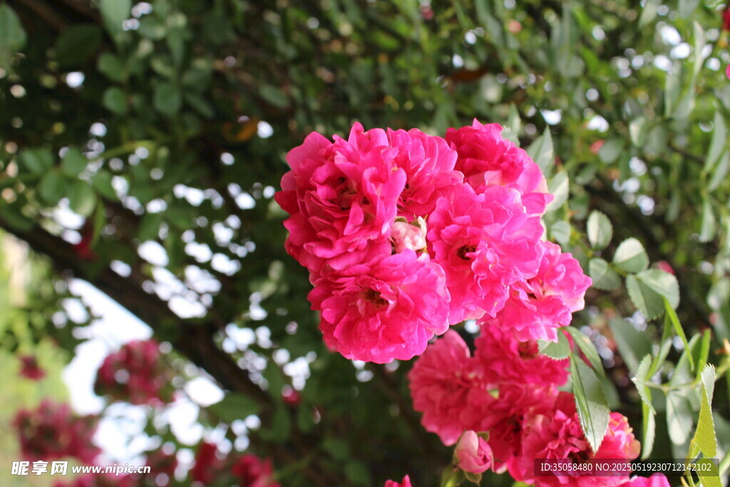 蔷薇花 