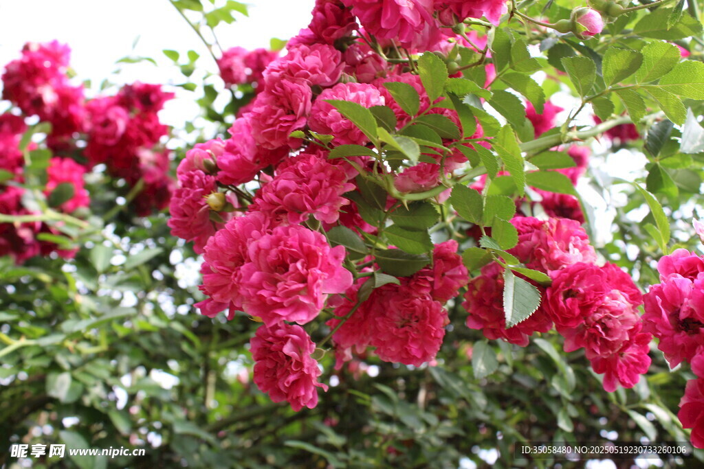 蔷薇花  