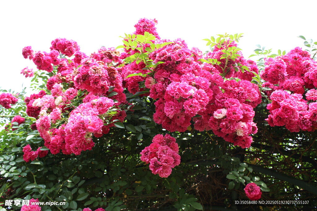 蔷薇花 