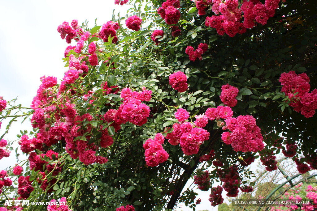 蔷薇花 