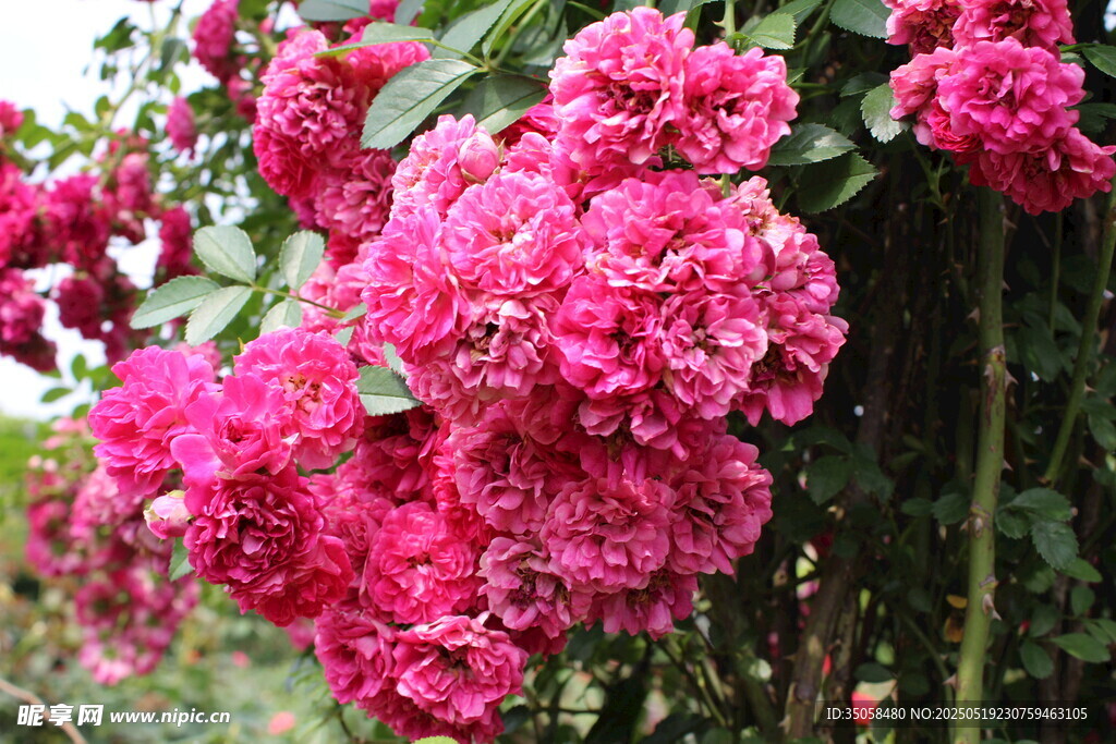 蔷薇花 