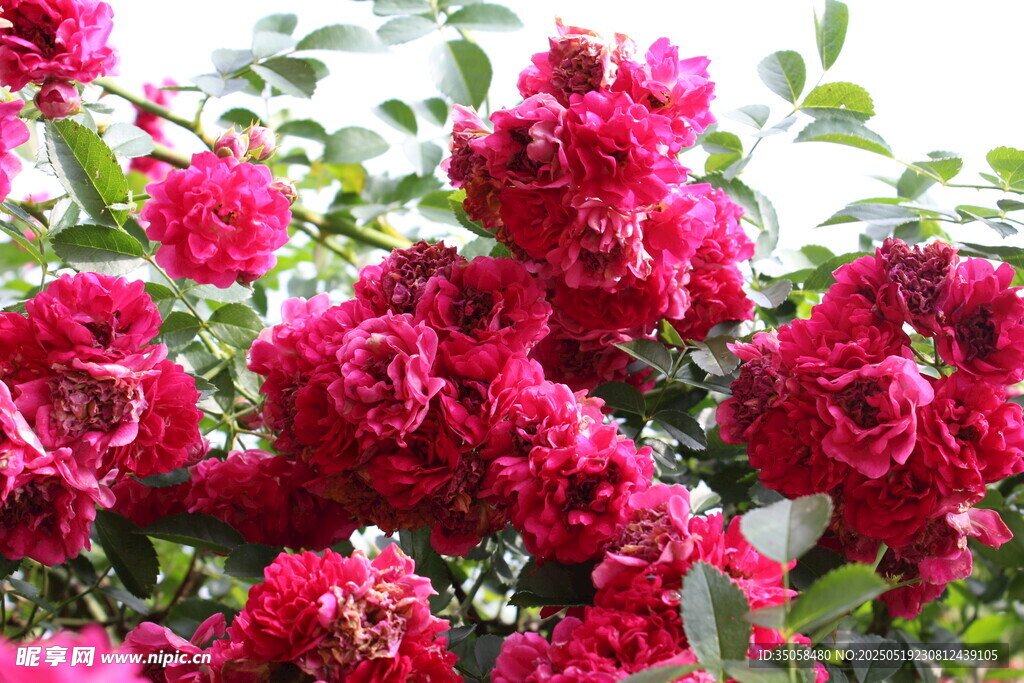 蔷薇花 
