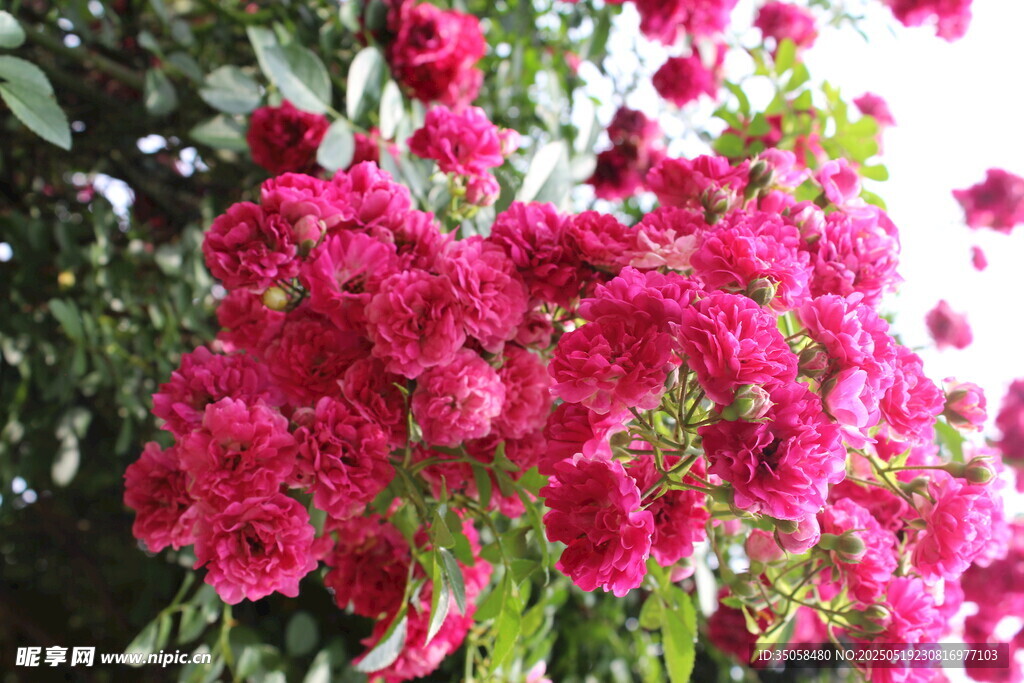 蔷薇花  