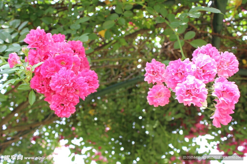 蔷薇花  