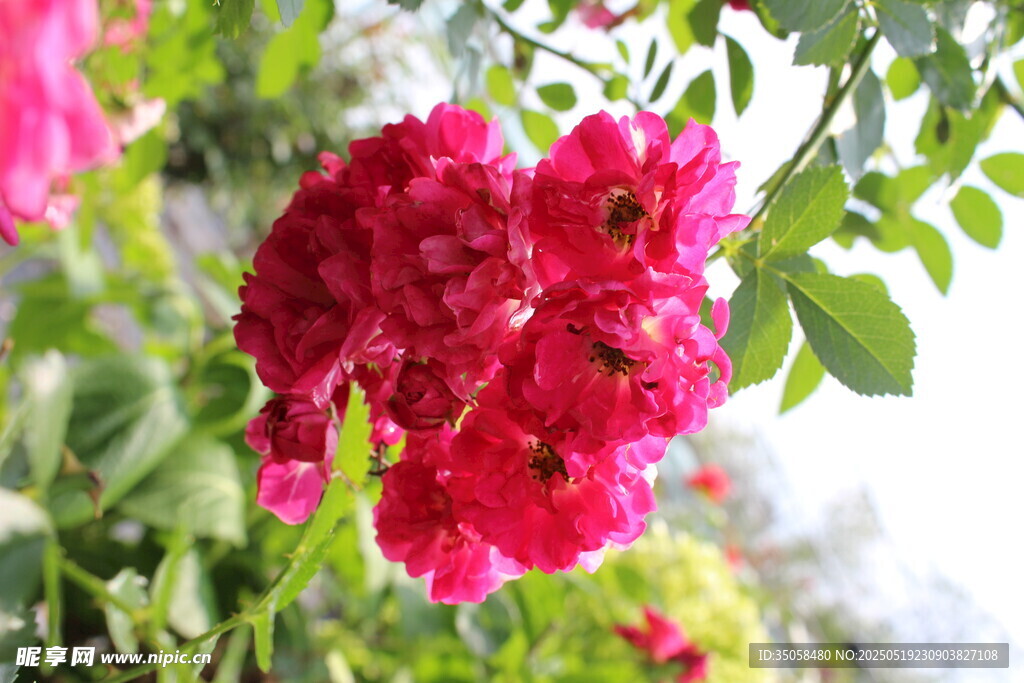 蔷薇花  